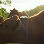 Monil Solar-Powered Virtual Cattle Fencing