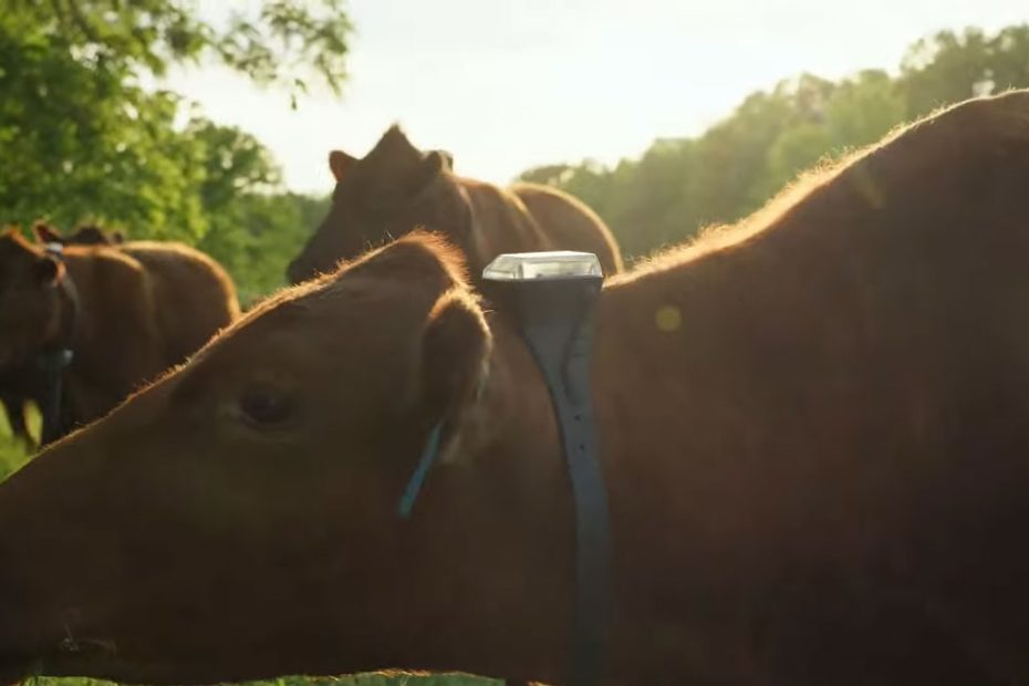 Monil Solar-Powered Virtual Cattle Fencing